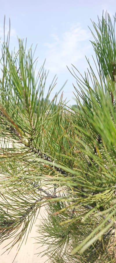 In Mehrabad, Uzbekistan, a close-up view of pine needles is presented. The foreground is dominated by the sharp, green needles of a pine tree, some showing reddish-brown tips. The needles are clustered densely on branches, which are visible as dark, textured lines. The background is blurred, showing a pale sky with faint white clouds. The ground beneath appears to be a light-colored, possibly sandy or dusty surface. A hint of a road or path can be discerned in the distance, leading into a slightly hazy landscape. No people or animals are visible in the scene.