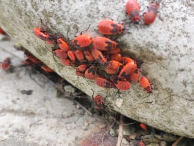 A cluster of red and black insects, identified as Italian pyridiums, is gathered on a rough, light-colored surface, possibly a rock or concrete. The insects are small, oval-shaped, and have prominent black markings on their red bodies. Some of the insects are clustered together, appearing to be feeding or resting, while others are more spread out. The background consists of a mottled, textured surface and some dry, dark debris. The image appears to be taken outdoors in natural light.