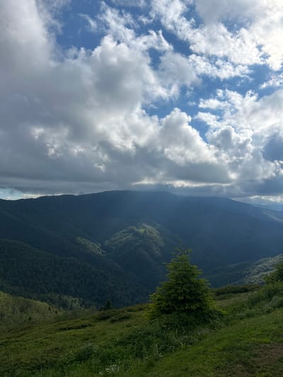 An outdoor, eye-level, landscape photograph captures a mountain range under a partially cloudy sky. In the foreground, a lush green grassy slope dotted with small plants and wildflowers descends from the lower right to the lower left. A single, medium-sized evergreen tree stands prominently on the slope in the middle right of the frame. The middle ground features a dense, dark green forest covering the sides of rolling hills and valleys. In the background, the hazy silhouettes of further mountain peaks are visible, their outlines softened by distance and atmospheric conditions. The sky above is a mix of blue patches and dramatic white and grey clouds. The scene is bathed in diffused daylight, with some areas of the forest illuminated by sunlight breaking through the clouds. The location is identified as the vicinity of Rozino, Bulgaria. There are no people or animals present in the image.