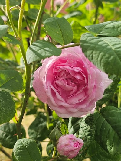 The image is a close-up, vertical shot of a pink rose in a garden. The rose is in full bloom, with numerous delicate petals layered around its center. To the lower right of the main rose, a smaller rosebud is visible, tightly furled. The rose plant has green stems, some of which are adorned with small, sharp thorns. Several large, green leaves frame the roses, casting shadows. The background is softly blurred, suggesting more foliage and a bright, outdoor environment, likely a garden. The lighting indicates it is daytime, with sunlight filtering through the leaves. The specific location in Chukholovo, Russia, is not visually represented in the image.