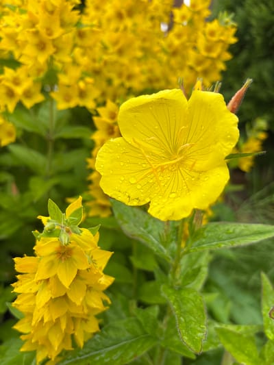This media file showcases a close-up view of yellow flowers in what appears to be a garden or natural setting. The primary subjects are two distinct types of yellow flowers and their surrounding green foliage.
In the foreground, a large, single yellow flower with delicate, veined petals is prominently featured. It is adorned with numerous small water droplets, suggesting recent rain or dew. The flower's center is a lighter yellow, with visible stamens. To the left and slightly behind this flower, a cluster of smaller, star-shaped yellow flowers is visible, rendered slightly out of focus, creating a bokeh effect. To the right, another cluster of similar small yellow flowers is in sharper focus, revealing intricate petal formations. The background is a soft blur of green leaves and stems, interspersed with hints of more yellow flowers.
The presence of water droplets on the petals indicates a damp environment, possibly early morning or after a rainfall. The lighting appears natural, suggesting it was taken outdoors during daylight hours. There are no people, animals, or man-made objects in the frame, focusing solely on the floral elements. The overall impression is one of natural beauty and freshness. The scene is likely set in Kiskelovo, Russia, based on the provided location context, suggesting a temperate climate where such flowers would bloom. No text is visible in the image.