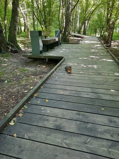A squirrel is on a wooden boardwalk in a forest. The boardwalk is made of dark planks and runs into the distance, curving to the right. The squirrel is in the foreground, facing the camera and holding something in its paws. The forest is dense with green trees and dappled sunlight falls on the boardwalk. There are a few scattered leaves on the boardwalk. To the left of the boardwalk, there is a wooden bench with grey metal waste bins on either side, set on a wooden platform. The ground next to the boardwalk is covered with dirt, leaves, and moss. The overall impression is a serene natural setting with a man-made path. The location is identified as Тлпх Зона Б, Russia.