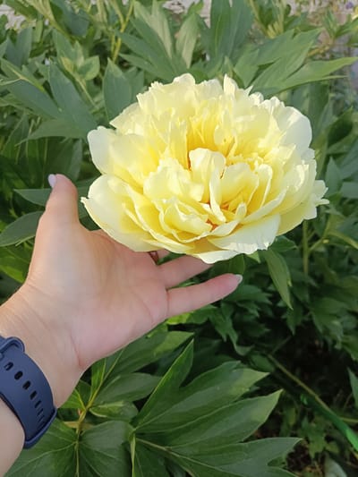 In Brodokalmak, Russia, a person's left hand, adorned with a dark blue smartwatch, gently supports a large, fully bloomed yellow peony flower. The flower, with its many layered petals, is the central focus, set against a backdrop of lush green foliage. The lighting suggests it is daytime, possibly late afternoon, casting subtle shadows on the flower and hand.