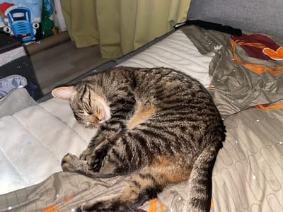 A tabby cat is curled up asleep on a bed in an indoor setting. The cat is predominantly grey and black with brown undertones, and its fur exhibits distinct striped markings. Its eyes are closed, and its paws are tucked close to its body. The bed appears to be covered with a white quilted mattress protector and a patterned duvet in shades of grey, orange, and burgundy. In the background, a light yellow curtain is visible, and to the left, a glimpse of a blue Christmas-themed bag with a cartoon car design can be seen, along with a dark gray storage box. The flooring in the background appears to be wood laminate. The scene suggests a domestic environment, possibly a bedroom. The location within ЖК «Борисоглебское», Russia, is a residential complex, implying this is within a home or apartment.