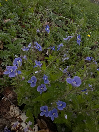 This image shows a patch of small blue flowers growing amongst green foliage and some fallen bark. The flowers are delicate with five petals and a white center. They are clustered on thin stems, with some buds also visible. The background consists of more green leaves, grass, and some dry leaves. The overall scene is a natural, outdoor environment, possibly a woodland or garden setting, given the presence of bark and leaf litter. There are no people or animals visible in the image. The location is identified as Abzakovo, Russia, suggesting a natural landscape in that region.