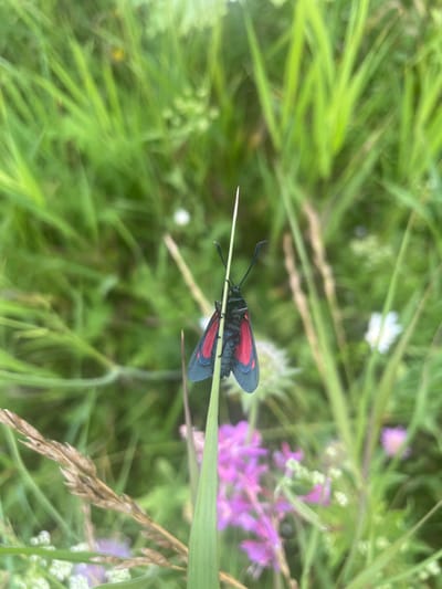 An adult Six-spot burnet moth (Zygaena filipendulae) is perched on a thin green blade of grass. The moth has a black body and head, with striking crimson markings on its wings. The background is a soft focus of green grass and foliage, with hints of small white and pink wildflowers. The scene appears to be an outdoor natural environment, possibly a meadow or field, on a bright day. The specific location in Protasy, Russia, cannot be determined from the visual information alone.
