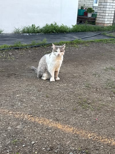 A fluffy, light-colored cat with grey markings sits on a gravel path next to a white wall and a strip of green vegetation. The cat is looking towards the camera with its head tilted slightly. The ground is covered in small grey and brown pebbles, with some sparse green weeds growing among them. To the left, a white wall runs parallel to the vegetation. Behind the vegetation, a brick building is visible with a white window. The image appears to be taken outdoors during daylight, with shadows suggesting it could be late afternoon or early morning. The cat's fur is fluffy, and its eyes are a light green or amber color. The overall scene is a simple outdoor setting, possibly a backyard or a path in a residential area.