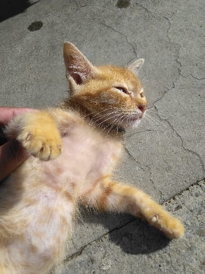 An orange tabby kitten lies on its back on a cracked, light grey concrete or paved surface. A human hand, visible at the bottom of the frame, is supporting or holding the kitten. The kitten's head is tilted upwards, and its eyes are open, looking towards the sky or light source. Its prominent whiskers are visible against its face. The fur on its belly is thin and light-colored, revealing its pale skin. One of its front paws is clenched, and one back leg is extended upwards. The edges of its ears show some texture, possibly dryness or a skin condition. Bright sunlight illuminates the scene, casting distinct shadows on the concrete, indicating clear weather during the daytime. There are no specific visual cues in the image to confirm the location is Yellowknife, Canada, but this is the provided context. No text is visible in the image.