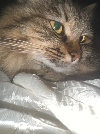 The image is a close-up shot of a cat's face, with the cat lying on a white textured surface. The cat is a tabby with brown and grey fur, and its eyes are a striking yellow-green. The cat's whiskers are long and white, and its nose is a pinkish-brown. The lighting in the image is dramatic, with strong highlights and shadows, suggesting it was taken in sunlight. The white surface appears to be fabric, possibly a blanket or bedding, with a subtle pattern. The background is dark and out of focus, further emphasizing the cat. There is no information in the image to suggest a location in the city of Asipovichy, Belarus.