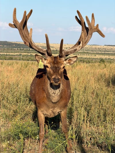 An adult male red deer stands in a field of tall, dry grass under a clear blue sky. The deer is facing the camera, its head held high and its large, multi-branched antlers prominently displayed. A bright yellow tag with the numbers "62" and some faded text is attached to its left ear. The background shows rolling hills with scattered vegetation and trees. The scene is illuminated by sunlight, casting shadows on the deer and the grass. There are no people visible in the image. The location is identified as Gornyi Balyklei, Russia.