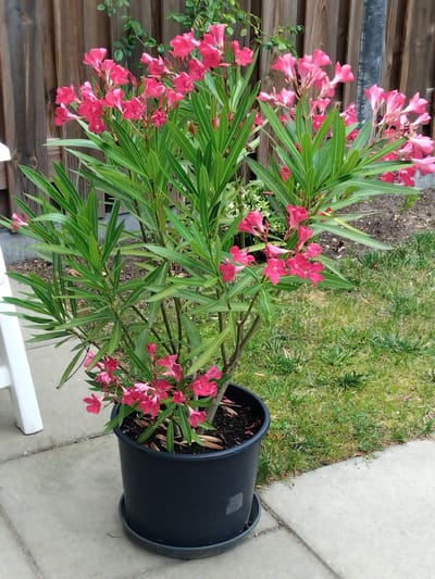 The image shows a potted oleander plant with bright pink flowers and long, green leaves. The plant is in a black plastic pot with a saucer, placed on a concrete patio next to a grassy area. In the background, a wooden fence can be seen. A white chair leg is partially visible on the left side of the image. The scene appears to be an outdoor residential setting. There are no people visible in the image. The image was taken in Eindhoven, Netherlands.