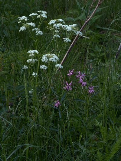 The image shows a close-up view of lush green grass and wild flora. Dominating the scene are clusters of small white flowers on tall stems, likely Queen Anne's Lace, interspersed with several bright pinkish-purple flowers with delicate, fringed petals, possibly Ragged Robin. A dry, thin branch cuts diagonally across the upper right portion of the frame. The background consists of a dense, dark green blur of foliage and grasses, creating a natural, overgrown environment. The lighting suggests it might be dusk or a heavily shaded area. There are no people or man-made structures visible in the image. The scene appears to be a natural landscape, consistent with the wilder areas of Lebyazh'e, Russia, which is known for its natural beauty and proximity to forests and fields.