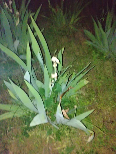 The image depicts an outdoor scene at night, likely in a garden or park setting within the city of Rímac, Peru. The primary focus is a cluster of pale green, sword-shaped leaves, characteristic of a plant such as an agave or iris. A few delicate, white or cream-colored flowers are visible amongst the foliage. The ground is covered in a mixture of grass and brown earth. The lighting appears artificial and dim, casting a slightly distorted and desaturated effect on the scene. There are no people or animals present in the image. The overall impression is one of a tranquil, natural setting illuminated by low light conditions.