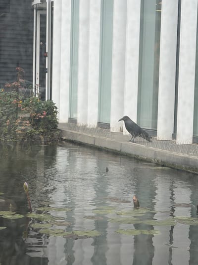 A black crow stands on a grey concrete ledge bordering a water feature in Bnei Brak, Israel. The ledge is equipped with multiple rows of silver anti-bird spikes. Behind the crow, a modern building facade displays alternating vertical white panels and reflective glass sections. To the left of the frame, a dense green and reddish shrub with small yellow flowers grows at the water's edge. The still water contains several green lily pads and at least one developing purple water lily bud, reflecting the building's vertical elements.
