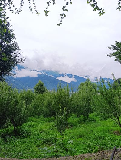 The image depicts a lush, verdant landscape framed by overhanging foliage. In the foreground, a dense carpet of green vegetation, interspersed with smaller plants and some weeds, covers the ground. A rough, concrete barrier with barbed wire runs along the very bottom edge of the frame, suggesting a boundary. Behind this, rows of neatly planted trees, likely an orchard, extend into the mid-ground. These trees are full of vibrant green leaves, creating a sense of depth and abundance.
Beyond the orchard, the landscape rises into rolling hills and mountains. The slopes are covered in a dense, dark green forestation, creating a textured appearance. In the distance, the mountains are partially obscured by dramatic, swirling white clouds that hug their peaks, giving the scene an ethereal quality. The sky above is overcast with a layer of pale gray clouds. The overall impression is one of natural beauty and tranquility.
While the image is not explicitly tagged with a specific city location, it has been identified as being taken in Siyal, India. Given the mountainous terrain, dense forestation, and the presence of what appears to be an orchard, this scene is consistent with the rural and agricultural landscapes found in mountainous regions of India.