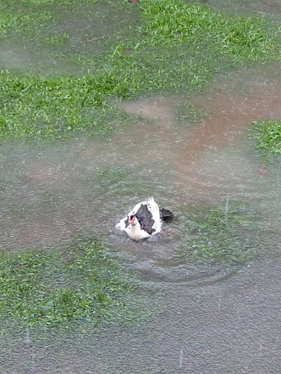 An aerial perspective shows a flooded grassy area. Standing water covers most of the scene, reflecting a dull sky. The green grass is partially submerged. A large, partially submerged object, possibly a bag, sits near the center. It is torn open, revealing dark contents. The water is murky, obscuring the ground below. A circular ripple surrounds the object, suggesting recent movement or disturbance.