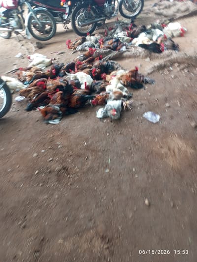 A vertical, slightly blurred, medium shot captures a ground-level view of dead chickens on a dirt surface, likely a marketplace, in Dokan Tofa, Nigeria. The chickens are in various states of plucking and preparation, with their feathers ruffled and some showing exposed flesh. They are piled together in a chaotic manner, with some appearing to be whole and others partially processed. The ground is dusty and uneven, with a few scattered leaves and small stones.

In the background, the lower portion of two motorcycles is visible. The motorcycle on the left has a silver wheel and part of its engine. The motorcycle on the right is darker and shows a silver exhaust pipe. The motorcycles suggest a commercial or transportation hub.

The overall impression is one of a bustling but somewhat unhygienic environment, characteristic of an open-air market where poultry is sold. The scene appears to be during daylight hours, though no people are directly in focus or clearly identifiable within the frame. The lighting is natural and somewhat diffuse.