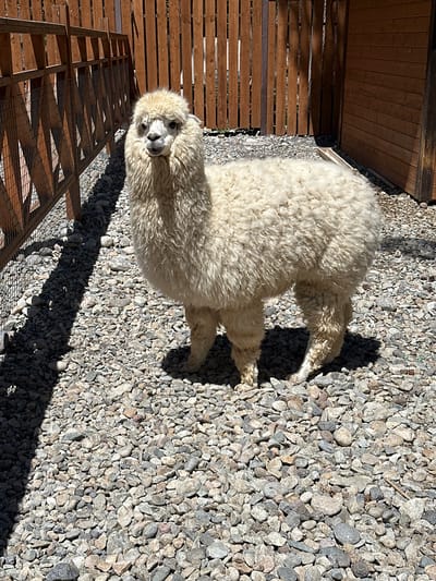 An adult alpaca with cream-colored wool stands in an outdoor enclosure. The enclosure is covered with a thick layer of grey, brown, and beige gravel. To the left and behind the alpaca, a wooden fence with horizontal slats and wire mesh detailing is visible. Behind the fence, more wooden structures are present, creating a partial enclosure. To the right of the alpaca, a wooden building with horizontal siding is situated. The alpaca is facing towards the camera, with its head held high. Its wool is dense and appears fluffy, particularly around its neck and head. The lighting suggests it is a sunny day, casting shadows on the gravel. There are no people or other animals visible in the frame. The overall environment appears to be an animal enclosure or a petting zoo.
