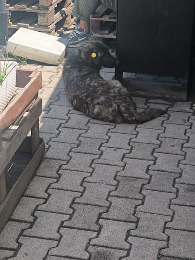 A medium-sized, brindle-patterned dog with a yellow tag on its ear sits on a paved surface of interlocking concrete blocks. The dog is positioned near the edge of a dark structure, likely a building or large object, which provides partial shade. A person wearing khaki pants and gray Nike shoes is visible in the background, seated but largely obscured. A wooden planter box is in the foreground to the left, while a white concrete block rests near some green foliage in the background. The scene is illuminated by bright sunlight, casting shadows on the paving stones. The location is Rustavi, Georgia, as the dog has a tag indicating sterilization at the Veterinary Clinic of Rustavi.