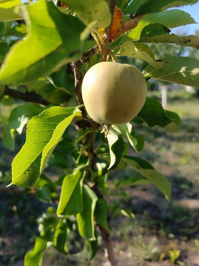 A single, pale green apple hangs from a branch of an apple tree, bathed in the warm light of the late afternoon sun. The apple is mostly round and smooth, with a slight blush of yellow on one side. It is attached to the branch by a thin stem, and a few small green leaves surround it. The leaves of the tree are a vibrant green, with some showing signs of browning at the edges, suggesting the approach of autumn. The background is softly blurred, showing hints of dry grass and the dappled shadows of the tree's foliage. The scene is peaceful and idyllic, evoking a sense of nature's bounty. The time of day is clearly late afternoon or early evening, as indicated by the long shadows and the warm, golden quality of the light. The location is likely a garden or orchard in Volodymyrivske, Ukraine, given the context provided. There is no visible text in the image.