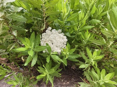 The image shows a dense cluster of green plants with a large, spherical, white flower head in the center. The leaves are elongated with serrated edges and a vibrant green color. The flower head is composed of numerous small, tightly packed white flowers. The plants appear to be growing in a natural setting, possibly a garden or roadside. The location is likely within the Jezreel Valley Regional Council, Israel, based on the prompt. The ground is partially visible and appears to be a mix of soil, dry leaves, and perhaps a paved surface. The overall impression is of a thriving, overgrown patch of vegetation.