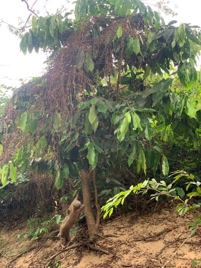 The image shows a dense thicket of green foliage, dominated by large leaves. The foliage is so thick that it obscures the background, revealing only a patch of dry, brown earth to the right. Vines and branches are intertwined throughout the foliage, creating a tangled, interwoven mass. The image was taken in Egbeda, Nigeria, at the coordinates 7.119 latitude and 5.362 longitude. No people or other subjects are present in the image.