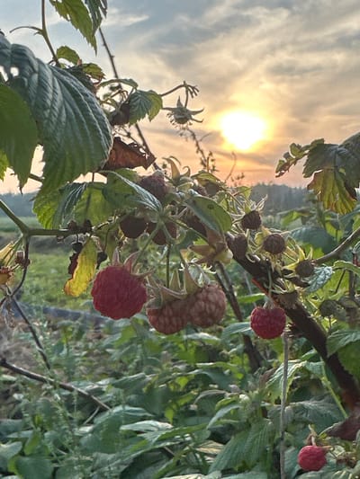 The image depicts a close-up view of a raspberry bush with ripe red raspberries and green leaves, set against a backdrop of a hazy sunset with a bright sun in the sky. The scene is outdoors, likely in a garden or agricultural field, given the presence of other plants and the open sky. The lighting suggests it is either sunrise or sunset. There are no people or animals visible in the image. The environment appears rural, with the soft light and natural elements creating a serene atmosphere. The specific location in the city of Sredneye Kechevo, Russia, is not visually identifiable from the image itself, but the description is framed within that given context.