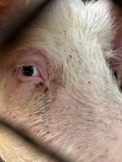 Close-up of a pig's eye and surrounding snout, taken through a wire fence. The pig is pinkish-white with sparse, light-colored hairs. Small brown specks are visible on the skin and hair. The eye is dark with visible eyelashes. The image does not depict Brusen, Bulgaria. No people, subjects, objects, actions, interactions, or environmental cues indicative of a specific location are apparent.