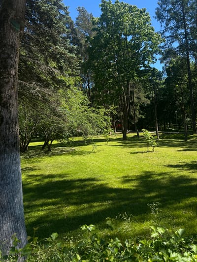 The image depicts a park scene in Zelenogorsk, Russia, characterized by lush green grass and a variety of trees under a clear blue sky. In the foreground, the rough bark of a large tree trunk, partially painted white, is visible on the left. Beyond this tree, a well-maintained lawn stretches into the middle ground, dappled with sunlight and shadows cast by the surrounding foliage. A cluster of smaller trees with green leaves is situated in the mid-left of the frame. Further back, larger trees, including conifers and deciduous varieties, create a dense treeline. In the background, faint structures, possibly buildings or pathways, are discernible through the trees. The environment appears peaceful and natural, suggesting a park or recreational area. There are no people or animals visible in the image.