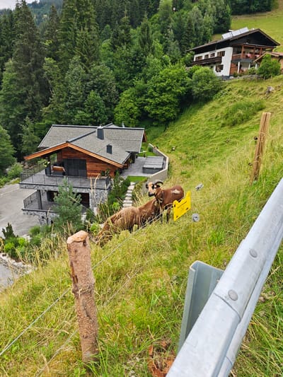 This image, captured in Filzen, Austria, depicts a pastoral scene on a grassy hillside overlooking a modern chalet-style house. In the foreground, a wire fence with a rough-hewn wooden post bisects the view, with a metal guardrail running along the bottom right. Two brown sheep with impressive horns are visible grazing in the tall grass, one of them wearing a bell. A yellow warning sign, featuring German text, is placed between the sheep and attached to the fence. Behind the sheep, the chalet-style house is built into the hillside, featuring a dark shingled roof, wooden siding, stone accents, and multiple balconies with metal railings. A hot tub is visible near the lower level of the house. The backdrop is dominated by a dense, lush forest of coniferous and deciduous trees. The overall impression is one of rural tranquility, with the modern dwelling seamlessly integrated into the natural alpine landscape.
