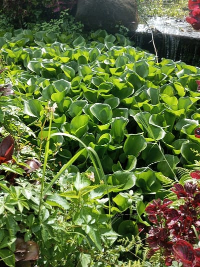 Lush greenery abounds in this vibrant scene. Water hyacinths dominate the landscape with rounded, cup-like leaves. To the left and bottom of the frame, smaller plants with pointed leaves and some with reddish-purple hues add textural contrast. A rock and small waterfall can be seen in the background.