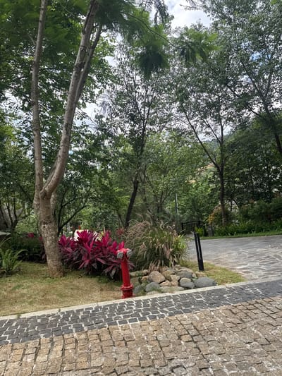 This image depicts a landscaped outdoor area in Mu Cang Chai, Vietnam. The scene is observed during daytime, under what appears to be an overcast or partly cloudy sky, visible through gaps in the tree canopy.
In the foreground, a stone-paved walkway occupies the bottom of the frame. This walkway is composed of small, square-cut stones arranged in two distinct bands: a lighter brown/tan section closer to the viewer, and a darker grey/black section bordering the grassy area. To the left of the walkway, a patch of dry, yellowish-green grass transitions into a densely planted bed.
The midground features a prominent red fire hydrant with two silver caps, situated at the edge of the grass and paved area. Immediately behind the hydrant and extending to its left is a cluster of vibrant red/magenta-leaved plants, likely a variety of Cordyline. To the left of these plants, a large tree with light grey, textured bark splits into two primary trunks, surrounded by green ferns and other ground cover. To the right of the fire hydrant, tall, feathery ornamental grasses with light brown plumes are visible. Further back, a wider pathway or roadway, constructed from larger, irregularly shaped grey stones, extends towards the background. Numerous trees with dense, green canopies dominate the midground and background, creating a lush, heavily vegetated environment.
In the background, a thick expanse of green foliage forms a dense forest or hillside. A small, dark structure, possibly a bridge railing or fence, is partially visible amidst the trees in the mid-left background. Distant green hills or mountains can be faintly discerned through the trees on the right side of the frame. No individuals or animals are present, and no specific actions are depicted. The overall environment suggests a well-maintained natural setting within a humid climate.