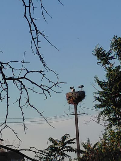 This media file captures a view of a nest on a utility pole against a pale blue sky. The nest appears to be constructed from twigs and debris, and it is situated on top of the pole's crossarm. Two birds are visible perched on the edge of the nest, one facing left and the other facing right. 

The scene is framed by the branches of trees, some of which are bare of leaves, suggesting a possible autumn or winter setting. The overall lighting indicates it is daytime, likely late afternoon or early morning, given the soft light. The background shows a hazy sky and a utility pole with wires. The image has a slightly grainy quality. The context suggests this scene is from Vasylivka, Ukraine. No text is visible in the image.