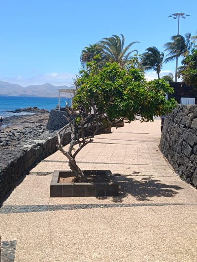 This image depicts a sunny coastal pathway in what appears to be Puerto del Carmen, Spain, characterized by its volcanic rock features. In the foreground, a small, leafy green tree with a gnarled, dark trunk is planted in a square, dark grey planter on a light-colored, pebbled path. The tree casts a significant shadow, indicating bright sunlight.
The pathway is constructed from light-toned aggregate tiles, featuring a decorative band of darker, smoother pebbles running horizontally. To the left, a low wall built from dark, rugged volcanic stones separates the path from a rocky shoreline. Beyond this wall, the clear, blue ocean stretches out, with gentle waves lapping against the rocks. A lone person in dark clothing is visible walking on the rocky beach near the water's edge.
On the right side of the path, a taller wall of similar volcanic rock rises, partially obscuring a building with white louvered shutters and the lower body of another individual walking further along. In the mid-ground, a white pergola-like structure stands near the coastline.
The background reveals a range of undulating, barren mountains under a bright, clear blue sky with minimal cloud cover. Several palm trees with fronds appearing windblown are prominent on the right, suggesting breezy conditions. A tall light pole with multiple fixtures is also visible among the palm trees.
The scene conveys a serene, warm, and sunny atmosphere, likely late morning or early afternoon given the strong shadows. No discernible text is visible in the image.