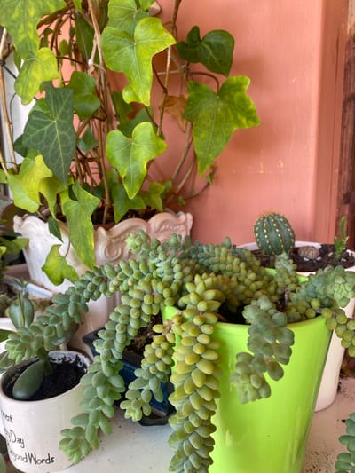 The image shows a collection of potted plants on a white surface, with a salmon-colored wall in the background. In the foreground, a succulent plant with plump, bead-like leaves cascades out of a bright lime green pot. To the left of this, a smaller succulent with elongated, tear-drop shaped leaves grows in a white pot with black text that reads "Every Day Beyond Words". Behind these, a white decorative planter holds a trailing vine with heart-shaped green leaves, some of which appear to have yellow variegation. To the right of the lime green pot, another white pot contains a small, round cactus with white spines. The overall impression is of a plant-filled windowsill or shelf, likely in a home or garden setting. There are no people or actions depicted, and the image is static. The location of Resinera-Voladilla, Spain is not discernible from the visual elements of the image itself.
