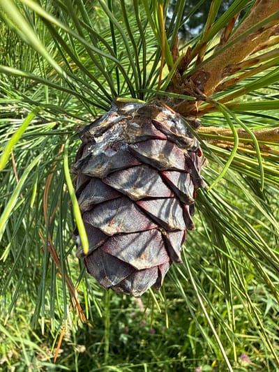 The media file is a close-up, eye-level shot of a pine cone amidst pine needles. The pine cone is dark purple and shows the distinct pattern of its scales, some of which appear to be peeling away. The pine needles are a vibrant green, some appearing to be in sharp focus while others are blurred, creating a shallow depth of field. The background consists of more blurred greenery, with hints of small, light purple flowers. The lighting suggests it is daytime with sunlight casting shadows on the pine cone and highlighting the texture of the needles. There is no text visible in the image. The scene is natural and appears to be outdoors, consistent with a forest or park setting in Verkhne-Pozim', Russia. No people or specific activity are depicted; the focus is solely on the natural elements of the pine branch and cone. The overall mood is tranquil and highlights the detail of the natural object.