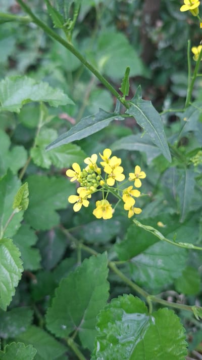 A cluster of small yellow flowers with green buds is in focus, positioned slightly to the left of the center of the image. The flowers are on thin green stems, surrounded by various green leaves, some of which are serrated. The background is a blur of more green foliage. The scene appears to be an outdoor natural setting, possibly a garden or wild area, within the city of Gazalkent, Uzbekistan. There are no people or animals visible in the image.