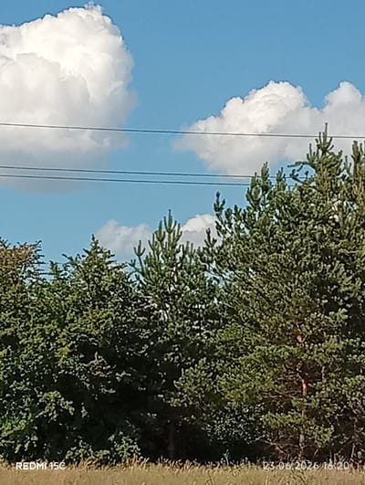 The image shows a bright, sunny day with a clear blue sky filled with fluffy white clouds. In the foreground, a dense line of green trees, including pine trees and other foliage, stretches across the frame. Several power lines are visible horizontally across the sky, cutting through the frame just above the trees. The lower part of the image shows a dry, grassy field. The overall impression is of a peaceful, natural landscape under a summer sky. The image has a timestamp in the bottom right corner: "23.06.2026 16:20" and "REDMI 15C" in the bottom left corner, indicating it was taken on June 23, 2026, at 4:20 PM, and captured by a Redmi 15C phone. The time of day suggests it is late afternoon, and the bright sunlight and blue sky indicate good weather. The location context is Mykolaivka, Ukraine.