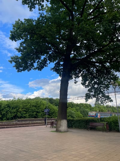 The image depicts a train station platform in Блужскі сельскі Савет, Belarus. A large oak tree with dense foliage dominates the left side of the frame, its branches reaching towards a bright blue sky scattered with white clouds. The ground is paved with light-colored rectangular tiles, forming a neat walkway.
To the right of the walkway, train tracks run parallel to a dense green hedge. A dark brown wooden bench is situated on the platform, providing seating. Further down the platform, a portion of a blue and white train is visible, suggesting it is either stopped or arriving at the station. A pole with a sign displaying text and numbers, possibly indicating train schedules or platform information, is also present.
The scene appears to be set during daylight, with ample natural light suggesting it is daytime. The weather seems pleasant, with a clear sky and scattered clouds. The presence of the train, tracks, bench, and platform clearly indicates a train station environment. A person, dressed in dark clothing, is visible near the signpost, leaning against the pole. The overall mood is peaceful and ordinary, capturing a common moment at a rural train station. The visible text on the sign is in Cyrillic script.