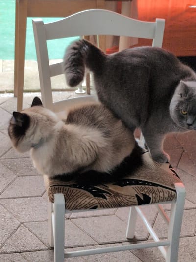 Two cats are on a white chair. The cat in the foreground is a Siamese or similar breed, with light fur and dark points on its ears, face, and legs. It is looking to the left. The second cat, a British Shorthair or similar breed, is grey and is standing behind the first cat, looking to the right. Its tail is held high and curved over its back. The chair has a patterned seat. The cats are on a paved area, possibly a patio or garden. In the background, a wooden table is visible. The overall lighting suggests an outdoor setting during the day. No specific landmarks identifying Sömmerda, Germany are present in the image.