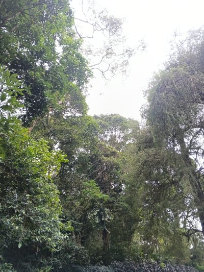 The image displays a dense, verdant forest canopy, viewed from a low perspective looking upwards towards a bright, overcast sky. The scene is located in a natural environment within Tây Ninh, Vietnam. The upper central and right areas of the frame reveal a light gray sky, largely obscured by foliage. The dominant features are numerous trees and their canopies, showcasing various shades of green, from light to deep. On the left side, broad-leaved trees with vibrant green foliage appear densely packed. In the center, a mixture of canopies creates a layered effect. The right side features older, gnarled trees with darker foliage; one prominent tree on the far right exhibits numerous branches heavily draped with moss or epiphytic growth, contributing to its ancient appearance. The lower portion of the frame is filled with thick, dark green undergrowth or a lower canopy layer. No human figures, man-made objects, or artificial structures are present. The lighting is diffuse, consistent with an overcast day or heavily shaded forest interior.