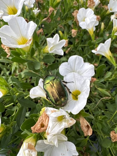 A metallic green beetle, approximately 1.5 inches long, is perched on a white petunia flower. The beetle's iridescent shell reflects the light, showing shades of green and gold. The flower it rests on is white with a yellow center, and its petals are slightly cupped. Several other white petunias and green foliage fill the background, some with wilting brown petals. The scene appears to be an outdoor garden in Здоровье-3 Снт, Russia.