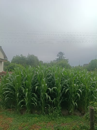 This is a ground-level, eye-level, medium shot photograph taken outdoors on an overcast day. The foreground is dominated by a lush, dense field of tall green corn stalks, with their broad leaves reaching upwards. The stalks are planted in rows, creating a visual barrier. Scattered amongst the corn and in the lower right corner are patches of green grass and clover, with a few small yellow wildflowers visible. A rough, woven wire fence runs across the very bottom of the frame.
In the background, to the left, a portion of a light-colored building with a sloped roof is visible. Further back, behind the cornfield, a dense line of various green trees and foliage stretches across the landscape. A tall, conical evergreen tree stands out amongst the deciduous trees. On the right side of the background, another building with a dark, sloped roof is partially obscured by the trees. The sky above is a uniform, light gray, suggesting cloudy or foggy conditions. Four parallel, dark power lines stretch horizontally across the upper portion of the sky.
The location is identified as Litynia, Ukraine. The scene depicts a rural or semi-rural environment, likely a garden or small farm, adjacent to residential structures. There are no people or animals visible in the image. The overall impression is one of abundance and natural growth under a muted sky.