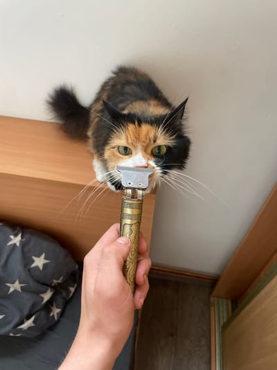 A calico cat with green eyes and long white whiskers peers curiously at the camera from a wooden surface. A person's hand, with visible fingernails, holds a vintage-looking, gold-colored hair clipper with intricate dragon carvings and a silver blade near the cat's face. The cat appears to be interacting with or investigating the clipper. The background consists of a light-colored wall and a wooden cabinet, with a dark gray comforter with white stars visible in the lower right corner. The image has a slightly overhead perspective. The lighting suggests it might be daytime, with soft ambient light. There is no visible text in the image.