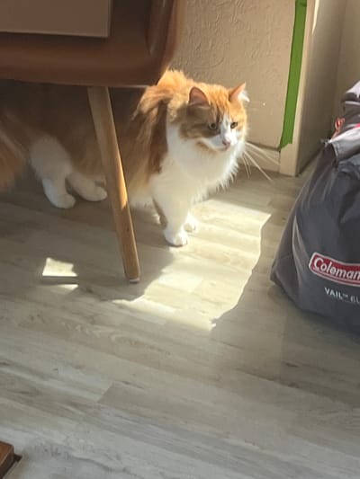 The image shows a ginger and white cat looking upwards in a room. The cat has fluffy fur and is positioned on the floor. Sunlight streams into the room from the right, casting shadows on the wooden floor. To the left of the cat is a section of what appears to be a beige wall with a green stripe along the top. In the background, a dark grey bag with the text "Coleman" and "VAIL GL" is visible. The lighting suggests it is daytime. The scene appears to be indoors, possibly a living area. The cat's gaze is directed upwards, implying it is watching something or someone.