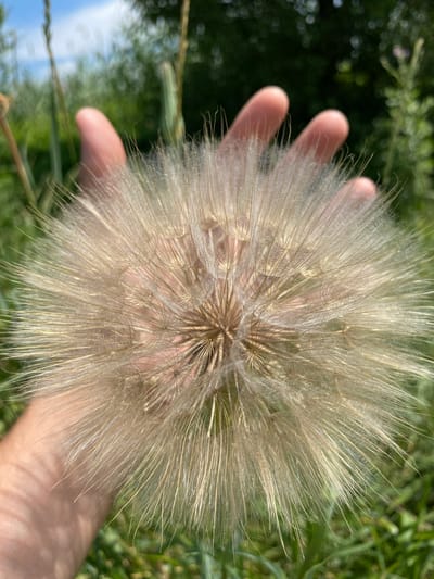 A close-up shot captures a person's hand holding a large, fluffy seed head of a plant, possibly a salsify or a large dandelion. The seed head is a light, wispy tan color, with numerous feathery pappus hairs radiating outwards from a central core. The hand, with its fingers splayed, is partially visible beneath and behind the seed head, showing light skin tone and the texture of the palm and fingers.

The background is softly blurred, indicating a shallow depth of field. It consists of green foliage and hints of blue sky, suggesting an outdoor setting in natural light. The overall impression is one of gentle interaction with nature, possibly during a moment of observation or play. The lighting suggests it is daytime, possibly late morning or afternoon, with soft sunlight illuminating the scene. No text is visible in the image. The location context is Pereyaslovskaya, Russia.