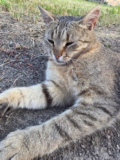 This media file shows a close-up, overhead view of a tabby cat lying on the ground. The cat is predominantly gray and brown with darker tabby stripes. Its fur appears soft and somewhat disheveled. The cat's eyes are partially closed, suggesting it is relaxed or sleepy. Its pink nose and white whiskers are visible.
The setting appears to be outdoors, with patches of dry grass, dirt, and small pebbles visible around the cat. Some dry, thin plant stalks are also interspersed in the ground cover. The lighting suggests it is daytime, with a warm, natural light illuminating the scene. The ground is a mix of soil and small stones, typical of an outdoor environment.
The cat is lying on its side, with its body stretched out. Its paws are not clearly visible, but its tail is curled slightly behind it and shows the characteristic tabby banding. The overall impression is one of a domestic animal resting comfortably in a natural or semi-natural outdoor space.
There is no visible text in the image. The location context provided is Holíč, Slovakia, which aligns with the outdoor, possibly garden or yard-like setting. The emotions conveyed by the cat are those of peace and relaxation.