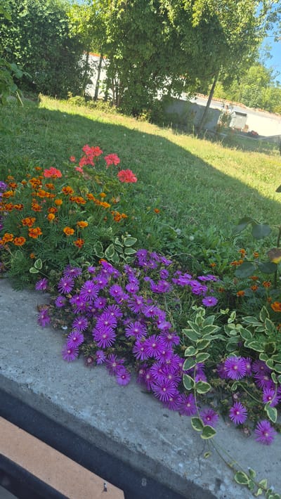 This image depicts a vibrant garden scene in Momin Sbor, Bulgaria. In the foreground, a concrete border lines a garden bed overflowing with lush purple flowers, identified as Delosperma cooperi or ice plant, with their star-shaped blooms and succulent leaves. Beside them, a band of bright orange and red marigolds adds a splash of warm color, interspersed with some pink geraniums in the background. The garden slopes upwards, covered in green grass with dappled sunlight casting shadows. Beyond the garden, a white wall and fence are visible, partially obscured by the dense foliage of trees and bushes, suggesting a residential or park-like setting. The sky is a clear, bright blue.
