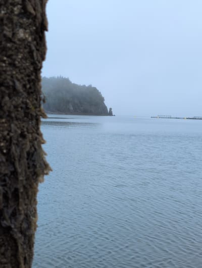 The image depicts a foggy coastal scene. In the foreground, the rough, textured surface of a dark object, possibly a weathered wooden post or piling covered in marine growth, occupies the left side of the frame. Beyond this, a body of calm water stretches towards a hazy horizon. In the mid-ground, a lush green, tree-covered headland juts out into the water, shrouded in mist. Further in the distance, a man-made structure resembling a pier or a series of pilings with yellow buoys extends across the water. The sky is overcast and pale, blending with the fog to create a muted, ethereal atmosphere. The overall scene suggests a quiet, perhaps chilly, day in a coastal environment like Campobello Parish, Canada.