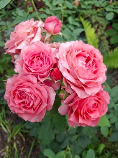 A cluster of five blooming pink roses with visible petals and buds is the central focus of this image. The roses are situated outdoors, surrounded by green foliage which includes leaves and some fern-like plants. The ground beneath the plants appears to be soil and possibly some mulch. The lighting suggests a daytime scene, possibly overcast or shaded, as there are no harsh shadows. The overall impression is one of natural beauty, likely in a garden setting. There is no visible indication of the city of Lesnaya Byl', Russia, within the image itself.